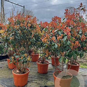 Photinia fraseri 'Red Robin' 125-150 cm container meerstammig