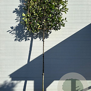 Photinia fraseri 'Red Robin' 10-12 HO container 200 cm stam lei 100x100
