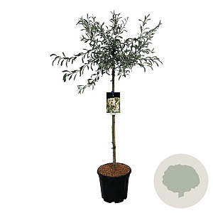Pyrus salicifolia 'Pendula' 90 cm stam 15L
