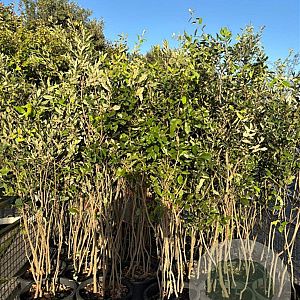 Quercus ilex 125-150 cm 15L meerstammig
