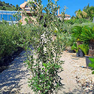 Quercus ilex 160-180 cm 25L
