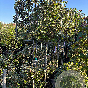 Quercus ilex halfstam container