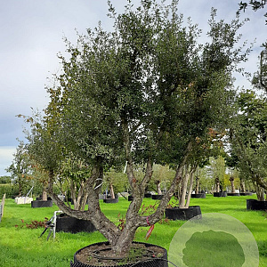 Quercus suber GM container solitair