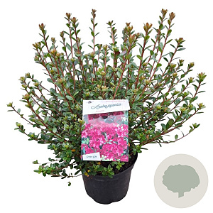 Rhododendron (AJ) 'Amoenum' 25-30 cm 4,0L