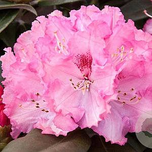 Rhododendron (Y) 'Arabella' 50-60 cm 10L