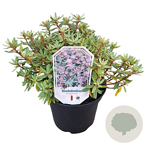 Rhododendron 'Arends Favorit' 25-30 cm 3,5L