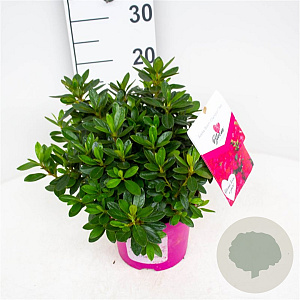 Rhododendron Bloom Champion Red 25-30 cm 3,5L