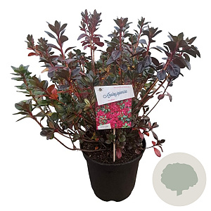 Rhododendron (AJ) 'Excelsior' 40-50 cm 10L