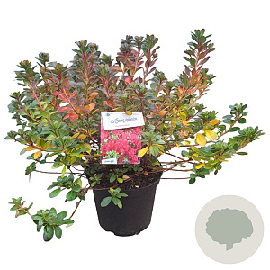 Rhododendron (AJ) 'Moederkensdag' 40-50 cm 10L