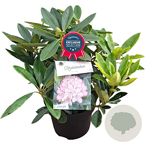 Rhododendron 'Picotee' 30-40 cm 5,0L struik