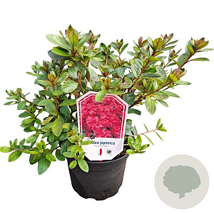 Rhododendron (AJ) 'Vuyk's Scarlet' 20-25 cm 2,0L