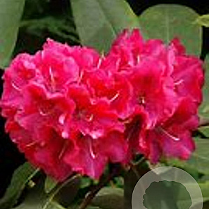 Rhododendron 'Wilgen's Ruby' 50-60 cm 10L