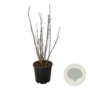 Staphylea colchica 100-125 cm 30L extra