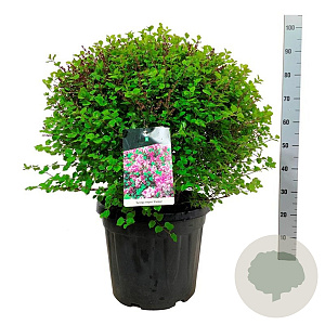 Syringa meyeri 'Palibin' 50-60 cm 30L extra