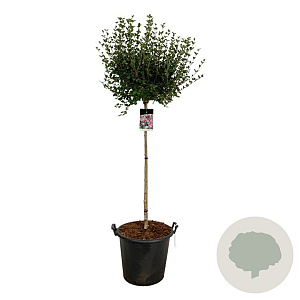 Syringa meyeri 'Palibin' 120 cm stam cont. 55L extra