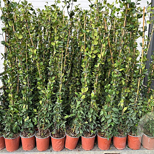 Trachelospermum jasminoides 140 cm 3,0L met stok