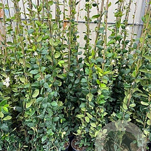 Trachelospermum jasminoides 325-350 cm 18L met stok gebonden