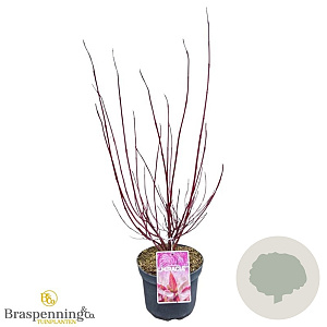 Cornus alba Miracle 40-60 cm 3,0L
