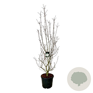 Cornus kousa 'Venus' 200-225 cm cont. 55L extra