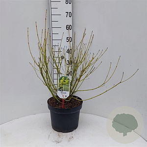 Cornus sericea 'Flaviramea' 80-100 cm 10L struik