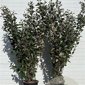 Elaeagnus ebbingei 150-175 cm 25L