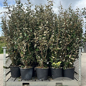 Elaeagnus ebbingei 150-175 cm 25L