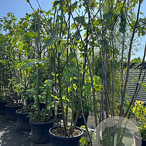 Ficus carica 250 cm cont. 90L meerstammig solitair