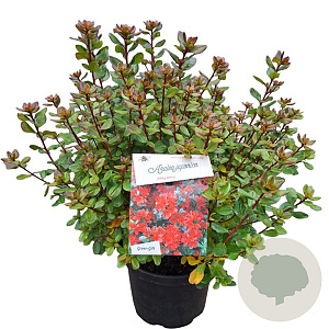 Azalea (J) 'Addy Wery' 25-30 cm 4,0L