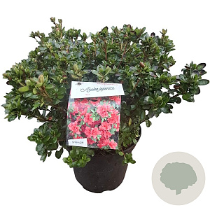 Azalea (J) 'Rex' 40-50 cm 10L