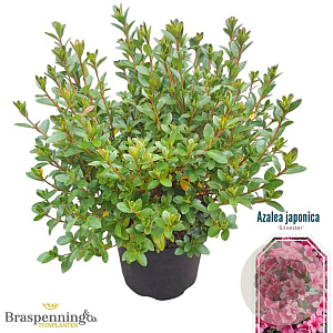 Azalea (J) 'Silvester' 25-30 cm 4,0L