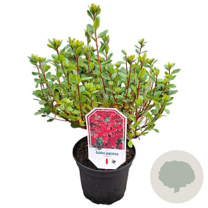 Azalea (J) 'Toreador' 20-25 cm 2,0L