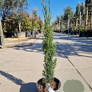 Cupressus semp. 'Totem' 60-80 cm 3,0L