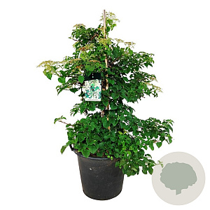 Hydrangea petiolaris 100-125 cm cont. 55L extra