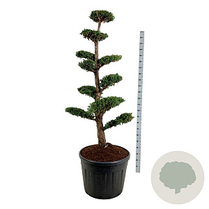 Juniperus chin. 'Monarch' 150-175 cm cont. 130L bonsai