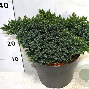 Juniperus squamata 'Blue Star' 30-40 cm 7,5L