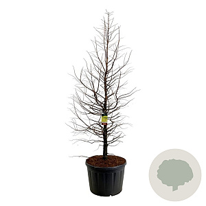 Metasequoia gl. Amber Glow 250-300 cm cont. 230L solitair