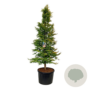 Metasequoia gl. Amber Glow 250-300 cm cont. 230L solitair