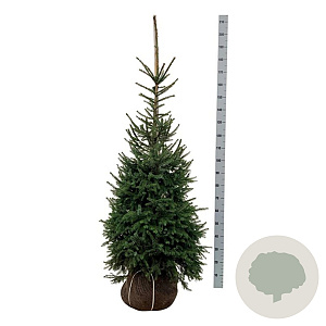 Picea omorika 125-150 cm met kluit extra
