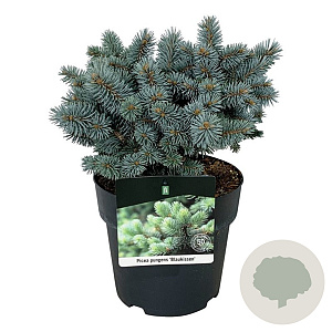 Picea pungens 'Blaukissen' 20-25 cm
