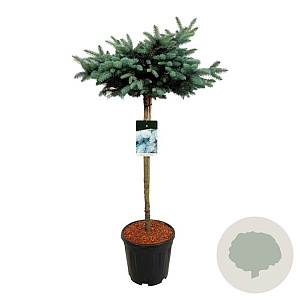 Picea pungens 'Glauca Globosa' 80 cm stam 15L kroon 50-60