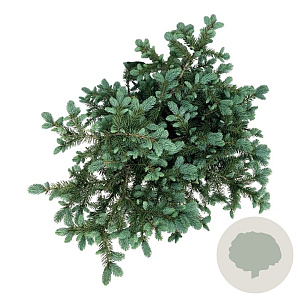 Picea pungens 'Karpaten' 60-80 cm 30L extra