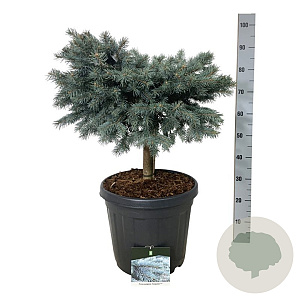 Picea pungens 'Karpaten' 40 cm stam 30L