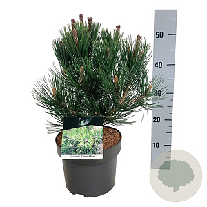 Pinus heldreichii 'Compact Gem' 30-40 cm 4,5L