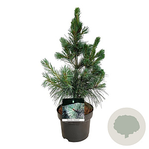 Pinus monticola 'Ammerland' 40-50 cm P21