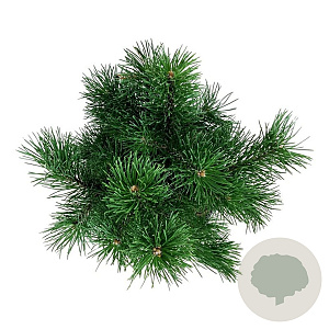 Pinus mugo 'Gnom' 20-25 cm