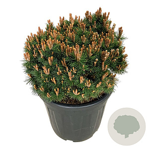 Pinus mugo 'Heideperle' 40-50 cm 30L extra