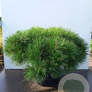 Pinus mugo mughus 100-125 cm cont. 285L scherm