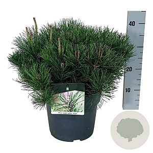 Pinus mugo mugo 40-50 cm 6L