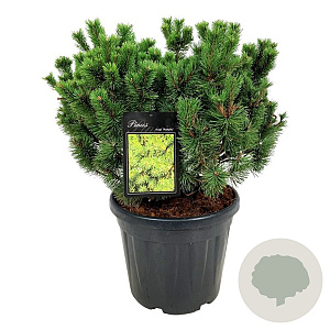 Pinus mugo 'Mumpitz' 50-60 cm 30L extra