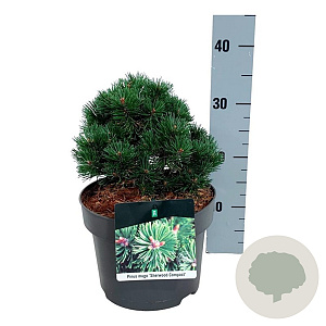 Pinus mugo 'Sherwood Compact' 20-25 cm